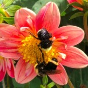 Dahlias and Their Pollinators  - different angle of bumble bees
