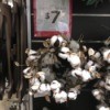 Cleaning a Cotton Boll Wreath