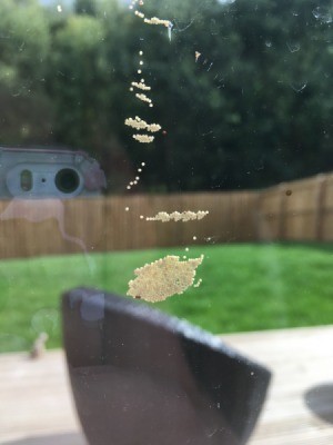 Identifying Insect Eggs on Window