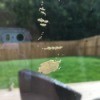 Identifying Insect Eggs on Window