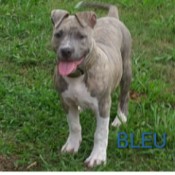 What Breed Is My Dog? - light brindle and white Pit