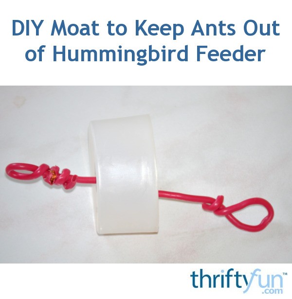 DIY Moat to Keep Ants Out of Hummingbird Feeder ThriftyFun
