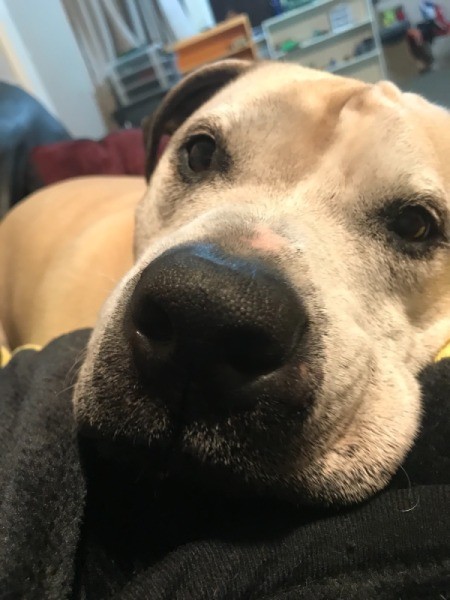 Dog Has a Lump Under Her Nostril - lump under dog's left nostril