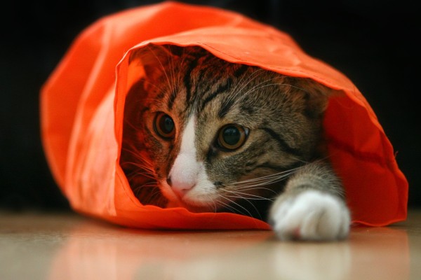 cat in orange bag