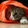 cat in orange bag
