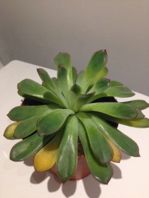 Identifying a Houseplant - succulent