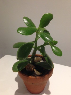 Identifying Houseplants - jade plant