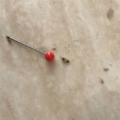 Identifying a Household Bug - tiny two color bugs found under laminate flooring