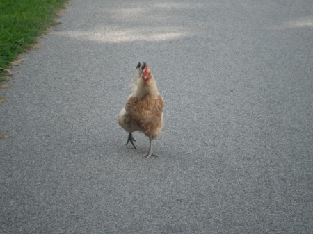 Loving a Chicken - running toward camera