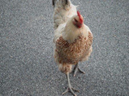 Loving a Chicken - tan and white hen closeup
