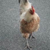 Loving a Chicken - tan and white hen closeup