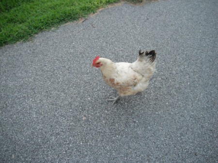 Loving a Chicken - back to the pen