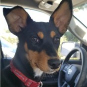 What Breed Mix Is My Dog? - small tri-color dog with large ears