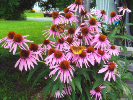 3 Butterflies and a Bee on Echinacea - pretty purple cone flowers with pollinators