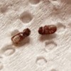 Identifying Household Bugs - dead bugs
