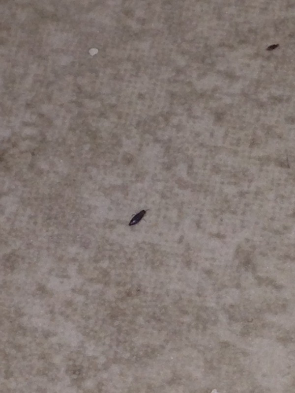 tiny black bugs
