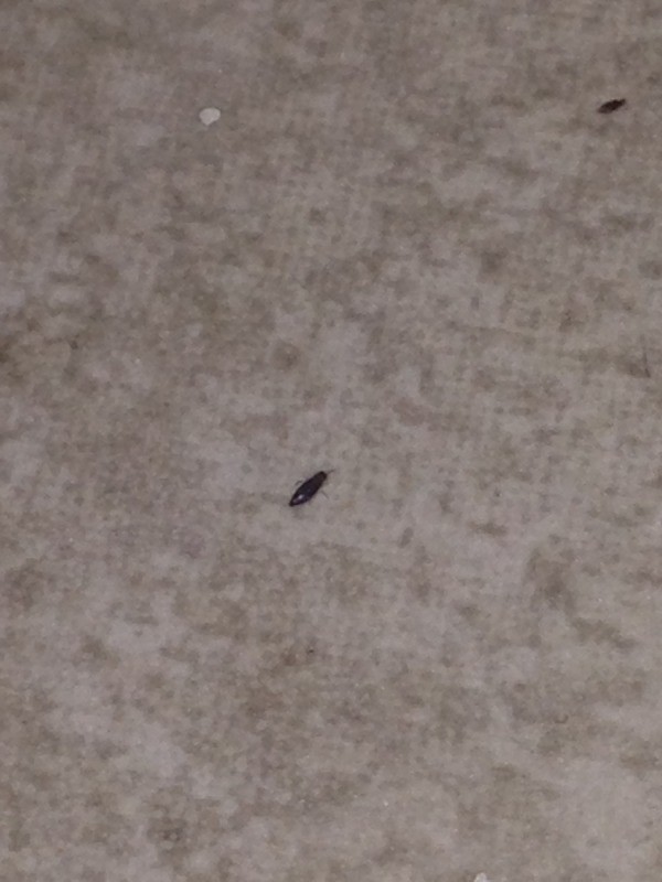 identifying-tiny-black-bugs-thriftyfun