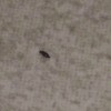 Identifying Tiny Black Bugs - small long bug on tile floor