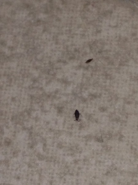 Identifying Tiny Black Bugs
