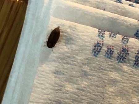 Identifying Household Bugs