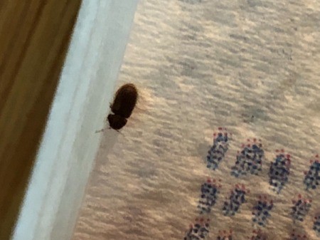 Identifying Household Bugs