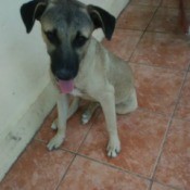 What Breed Is My Dog?