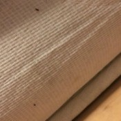 Identifying Biting Bugs on Bed