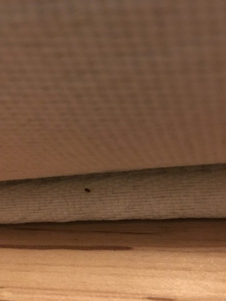 Identifying Biting Bugs on Bed