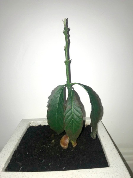 Leaves on Avocado Tree Sunburned