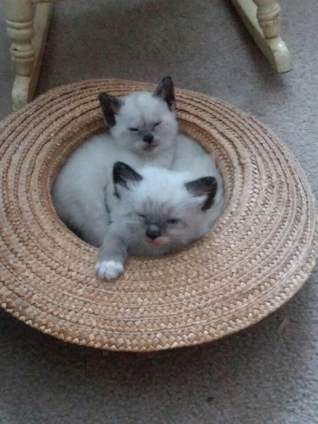 Could These Kittens Be Part Siamese? - fuzzy kittens with Siamese or Himalayan markings