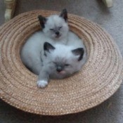 Could These Kittens Be Part Siamese? - fuzzy kittens with Siamese or Himalayan markings