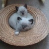 Could These Kittens Be Part Siamese? - fuzzy kittens with Siamese or Himalayan markings