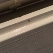 Identifying Tiny Black Bugs