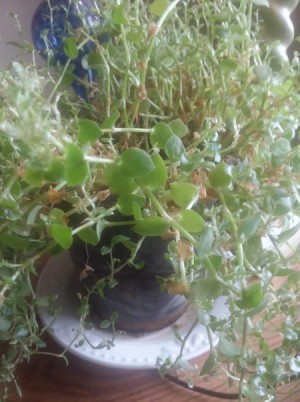 Identifying a Houseplant - light green leafed trailing plant