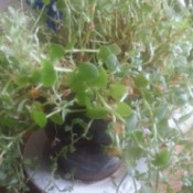 Identifying a Houseplant - light green leafed trailing plant