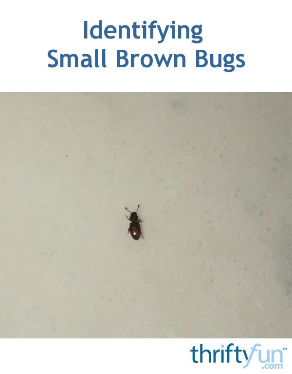 Identifying Small Brown Bugs? | ThriftyFun