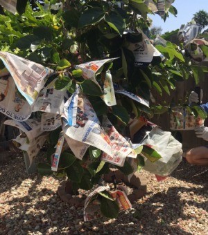 Protect Ripening Fruit with Newspaper - fruit tree festooned with newspaper wrapped fruit