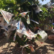 Protect Ripening Fruit with Newspaper - fruit tree festooned with newspaper wrapped fruit