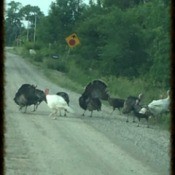 Road Hogs (Wild Turkeys) - in the road