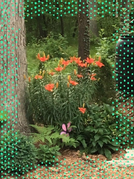 Lovely Lilies - orange flowering Asian lilies