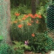 Lovely Lilies - orange flowering Asian lilies