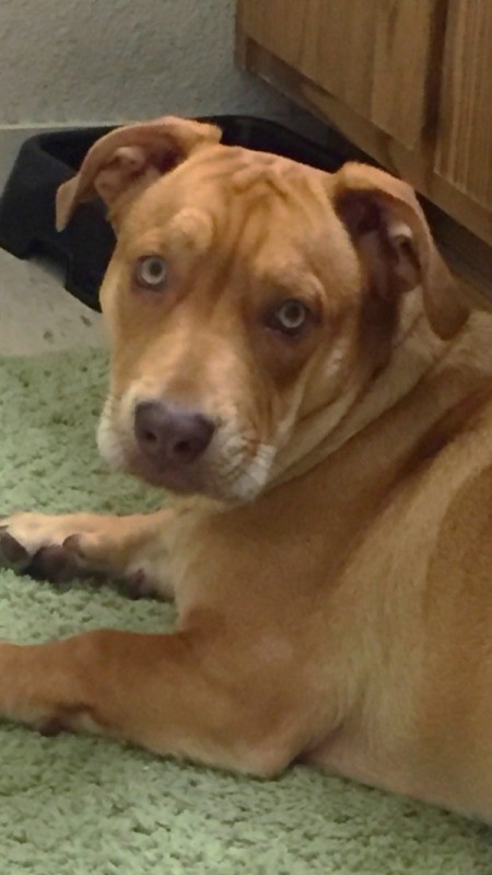 Sadie Girl Militia (Beagle/Pit Mix) - closeup of light brown dog with yellow eyes