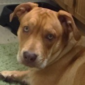 Sadie Girl Militia (Beagle/Pit Mix) - closeup of light brown dog with yellow eyes