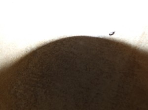 Identifying a Bathroom Bug - tiny black bug on the floor