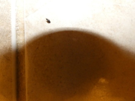Identifying a Bathroom Bug