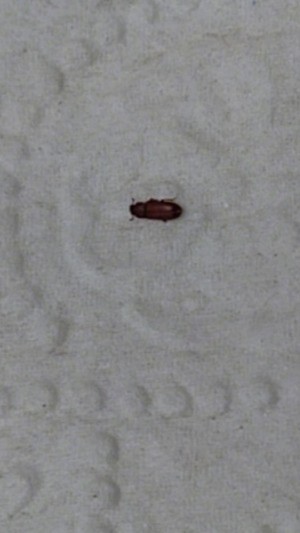 Identifying a Tiny Dark Brown Bug - bug on bedspread