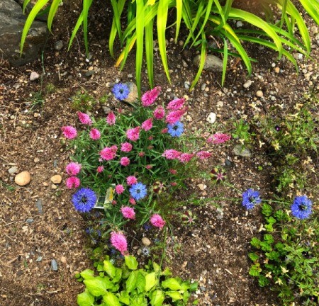 Speedwell and Nigella (Love in a Mist) - pink speedwell flower spikes with blue nigella intermingled