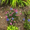 Speedwell and Nigella (Love in a Mist) - pink speedwell flower spikes with blue nigella intermingled