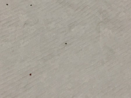 Getting Rid of Small Black Biting Bugs