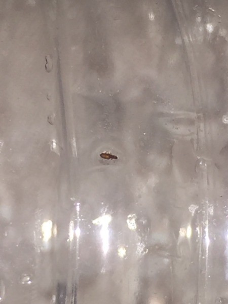 Getting Rid of Small Black Biting Bugs